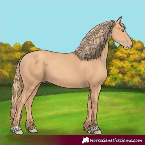 Horse Color:Gold Champagne 