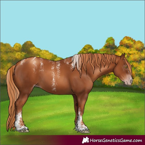 Horse Color:Unknown