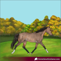Horse Color:Bay Dun Rabicano