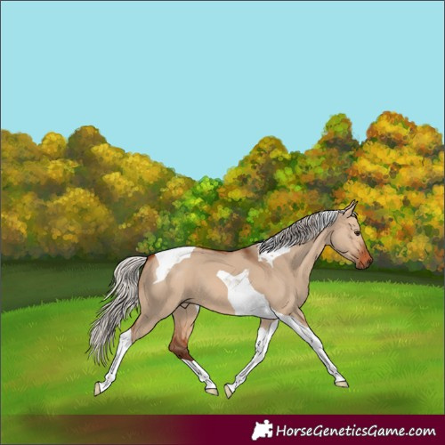 Horse Color:Silver Bay Dun Tobiano
