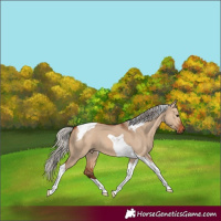 Horse Color:Silver Bay Dun Tobiano 