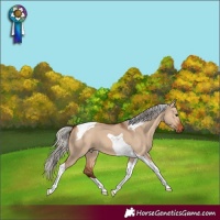 Horse Color:Silver Bay Dun Tobiano 