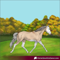 Horse Color:Silver Bay Dun Splash