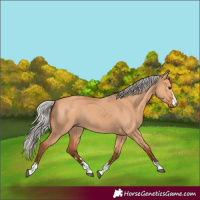 Horse Color:Silver Bay Dun Rabicano