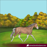 Horse Color:Silver Bay Dun Splash Rabicano 