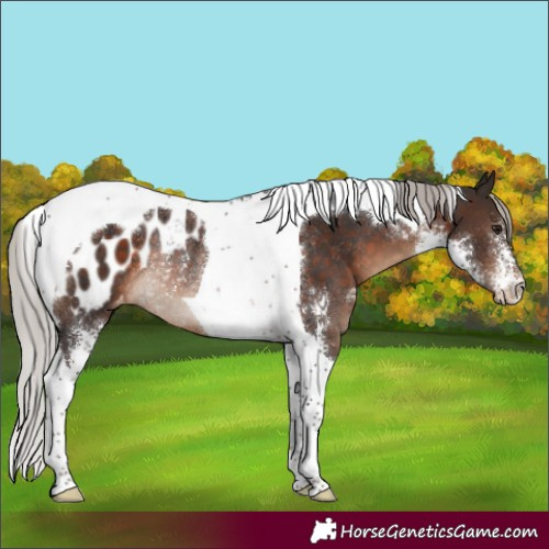 Horse Color:Silver Brown Sabino Tobiano Blanket Rabicano 