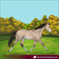 Horse Color:Bay Dun Sabino Frame 