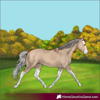 Horse Color:Silver Bay Dun Splash 