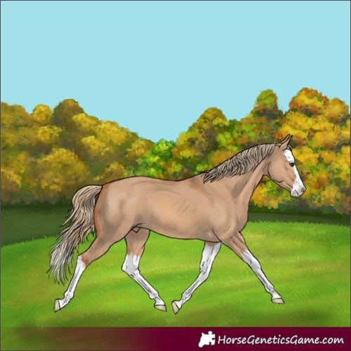 Horse Color:Red Dun Splash