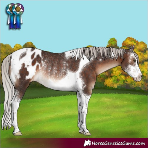 Horse Color:Silver Brown Sabino Tobiano Blanket Rabicano