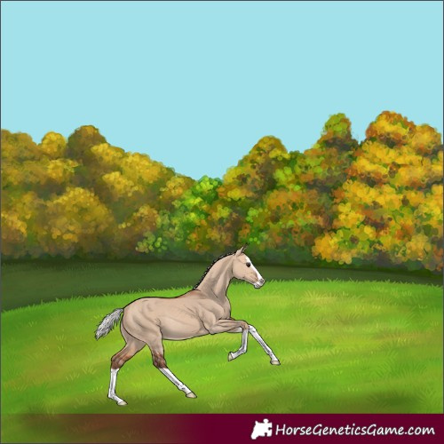 Horse Color:Silver Bay Dun Splash Rabicano 