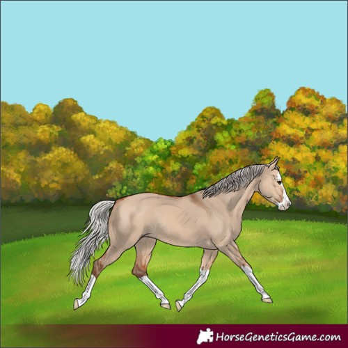 Horse Color:Silver Bay Dun Splash Rabicano 