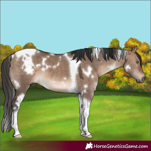Horse Color:White Spotted Brown Dun Tobiano 