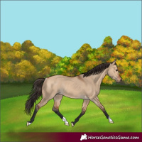 Horse Color:Bay Dun Rabicano 