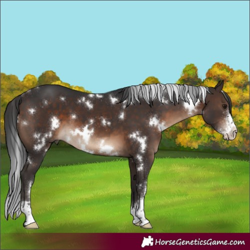 Horse Color:White Spotted Brown Sabino