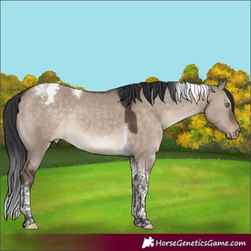 Horse Color:Brown Dun Tobiano Appaloosa 