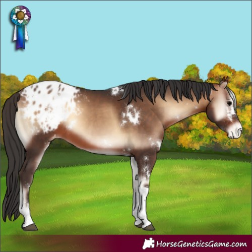 Horse Color:White Spotted Bay Onyx Tobiano Blanket