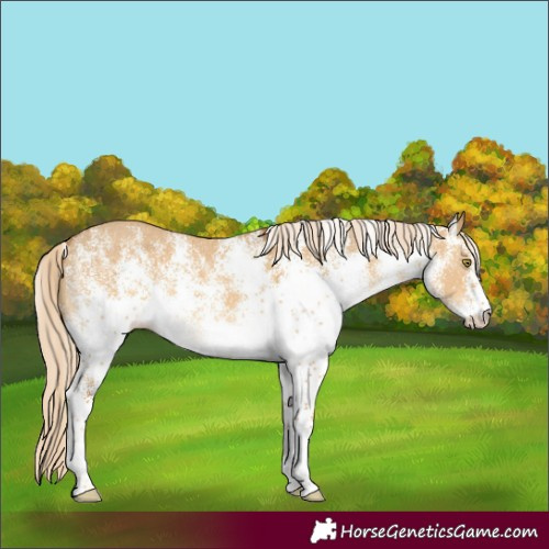 Horse Color:White Spotted Palomino Dun