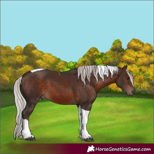 Horse Color:Silver Brown Tobiano