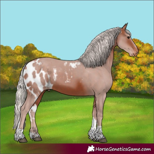 Horse Color:Silver Bay Tobiano Skewed Appaloosa