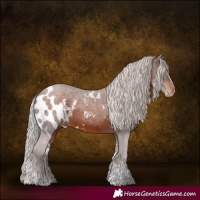 Horse Color:White Spotted Silver Brown Tobiano Skewed Appaloosa 