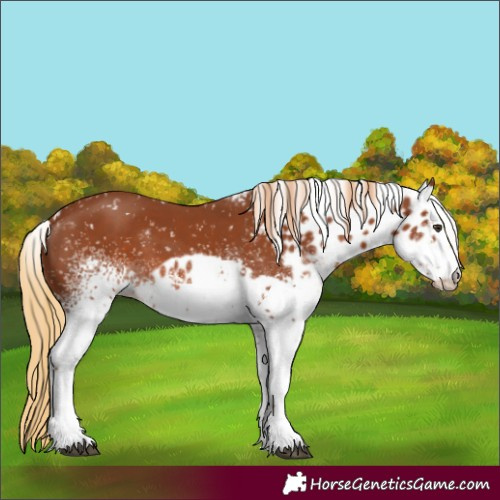 Horse Color:White Spotted Chestnut Skewed LP Spotted 