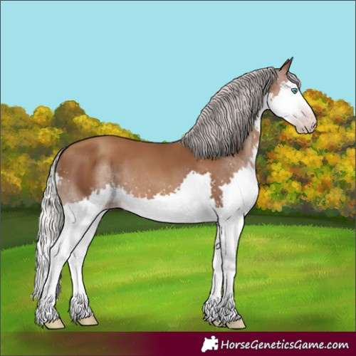 Horse Color:Gray Silver Classic Champagne Splash