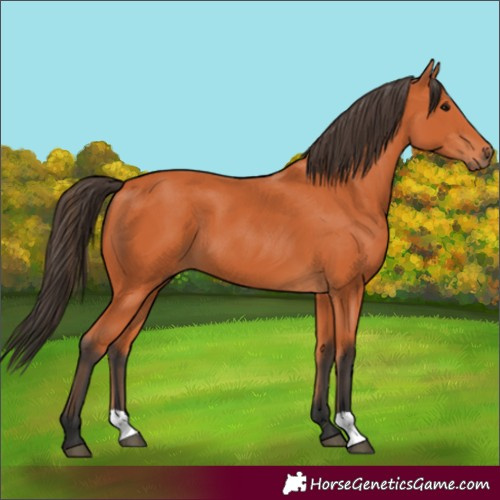 Horse Color:Bay 