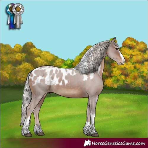 Horse Color:Silver Brown Splash Tobiano Skewed Appaloosa Rabicano 