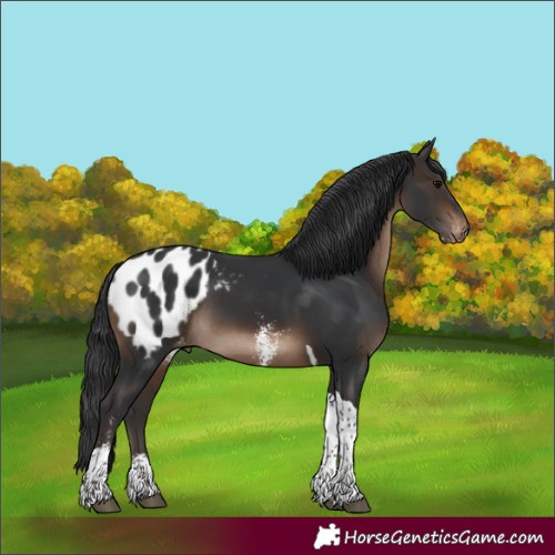 Horse Color:Brown Sabino Tobiano Appaloosa 