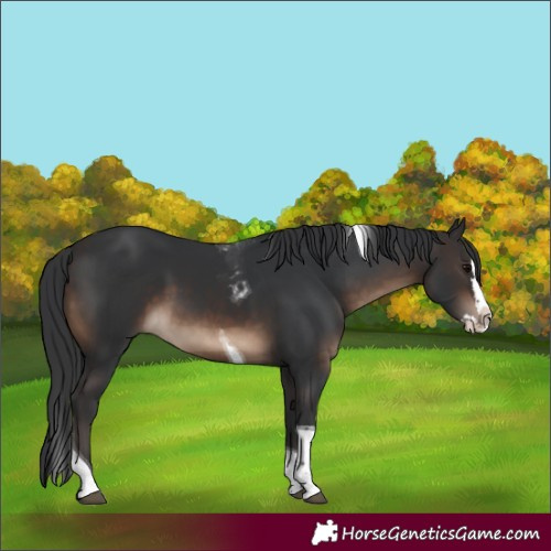 Horse Color:Brown Splash Tobiano