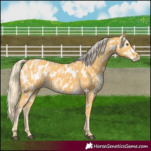 Horse Color:Palomino Near Leopard and Palomino Near Leopard