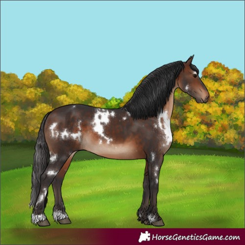 Horse Color:White Spotted Brown