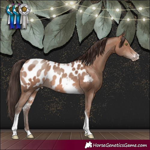 Horse Color:Sable Champagne Sabino Tobiano Blanket Rabicano 
