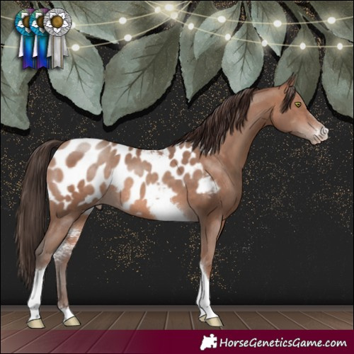 Horse Color:Sable Champagne Sabino Tobiano Appaloosa Rabicano