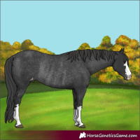 Horse Color:Black Appaloosa Rabicano
