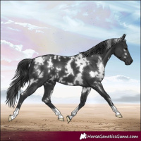 Horse Color:White Spotted Black