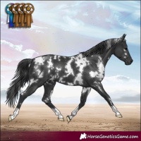 Horse Color:White Spotted Black 