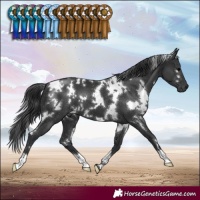Horse Color:White Spotted Black