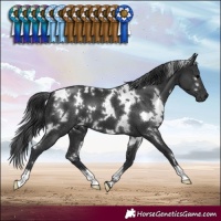 Horse Color:White Spotted Black 