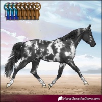 Horse Color:White Spotted Black 