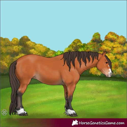 Horse Color:Bay 