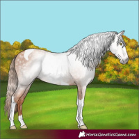 Horse Color:Gray Gold Champagne Tobiano