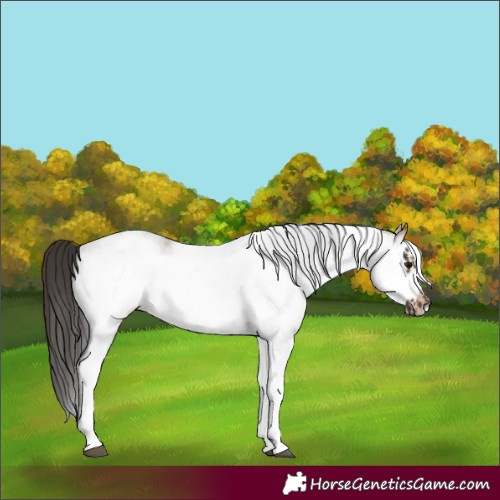 Horse Color:White Spotted Brown Roan Frame 