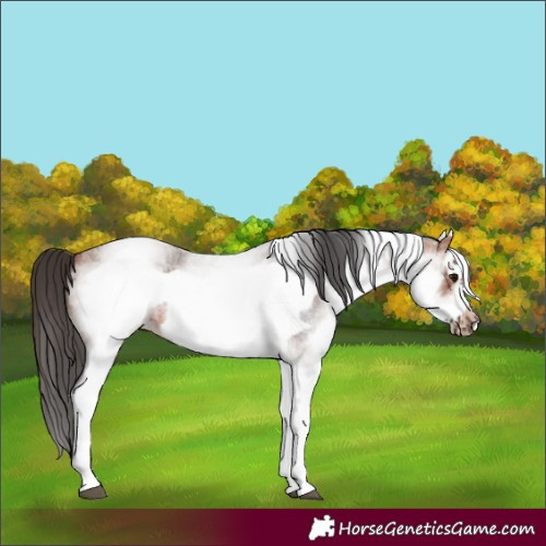 Horse Color:White Spotted Bay Roan Frame