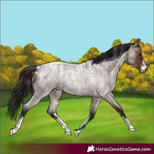 Horse Color:Powder White Gray Bay Roan Appaloosa 