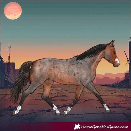 Horse Color:Bay Roan