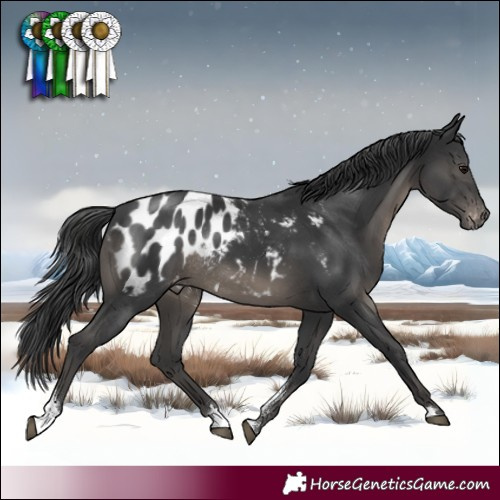 Horse Color:Black Sabino Blanket Rabicano 