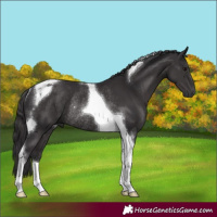 Horse Color:Smoky Black Tobiano Rabicano 