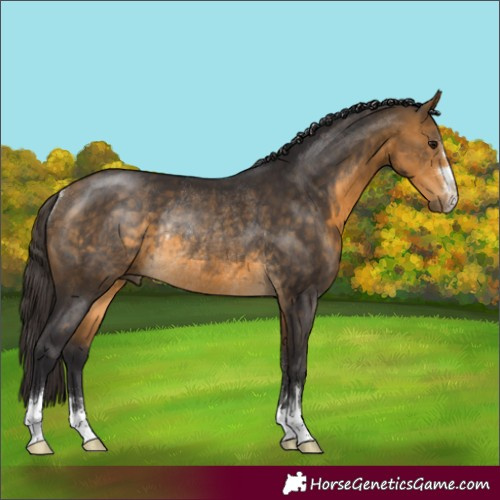 Horse Color:Buckskin Rabicano 